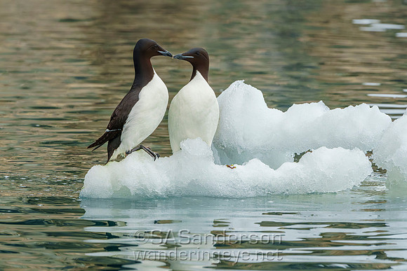 Guillemots