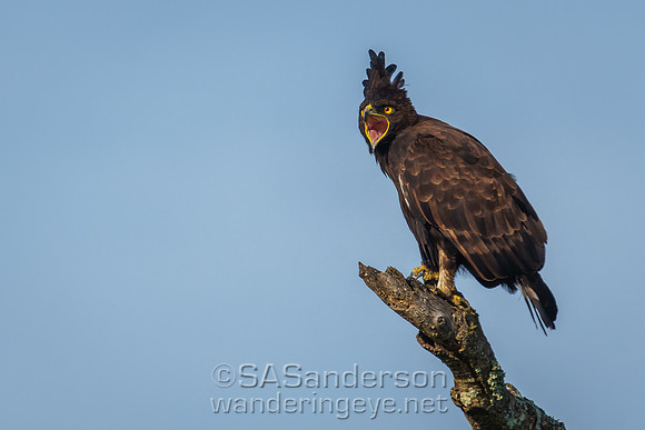 Long-crested Eagle