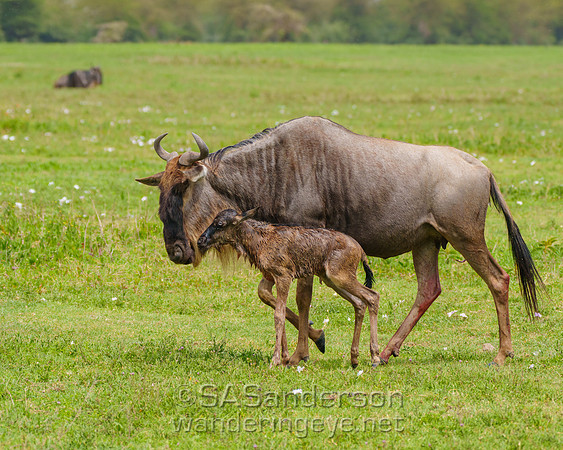 Wildebeest Mother and Newborn