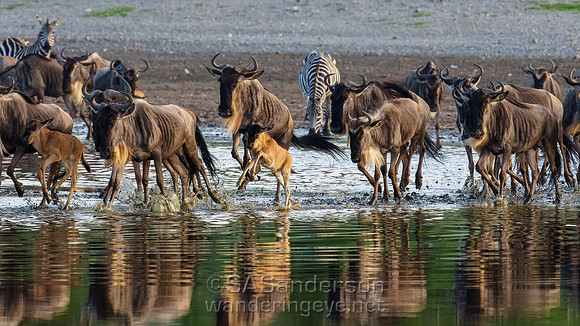 Wildebeest Crossing