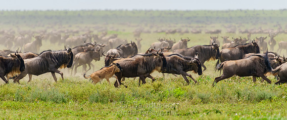 Running Wildebeest Herd