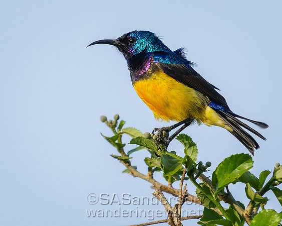 Variable Sunbird