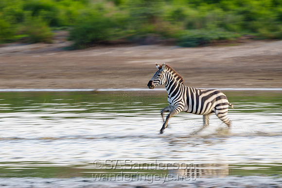 Zebra Crossing