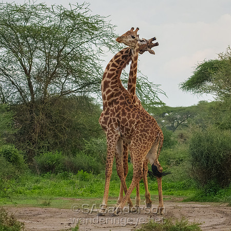 Necking Giraffes