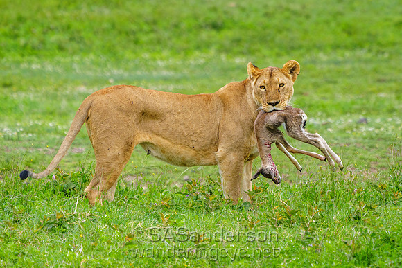 Lioness with a Meal