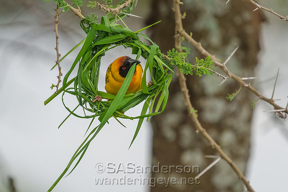 Black-headed Weaver at Work