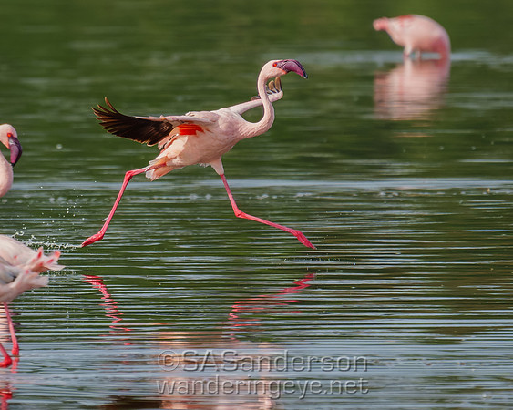 Lesser Flamingo