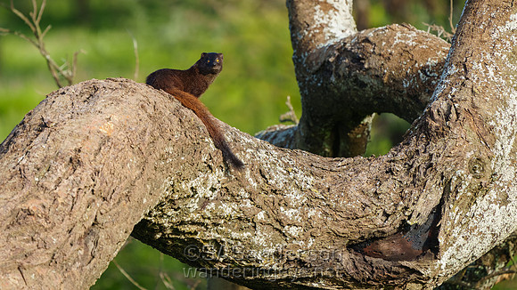 Slender Mongoose, dark morph