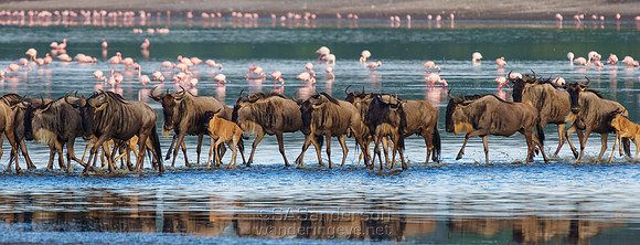 Wildebeest Crossing