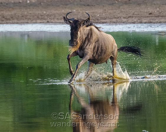 Wildebeest Crossing