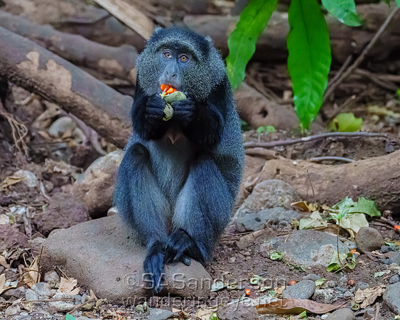 Manyara Monkey