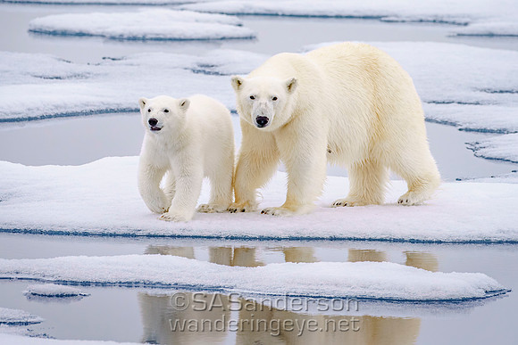 Cub and Mom