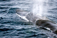 Arctic Animals