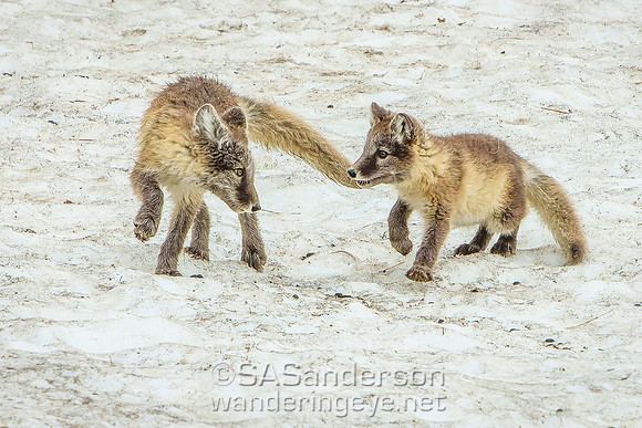 Arctic Foxes