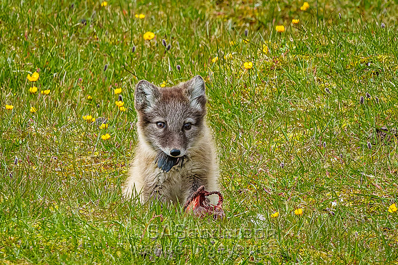 Arctic Fox with Meal