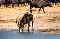 Other Animals