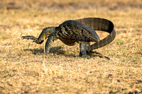 Zambia, Botswana 2019