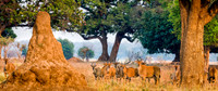 Zambia, Zimbabwe, Botswana 2015