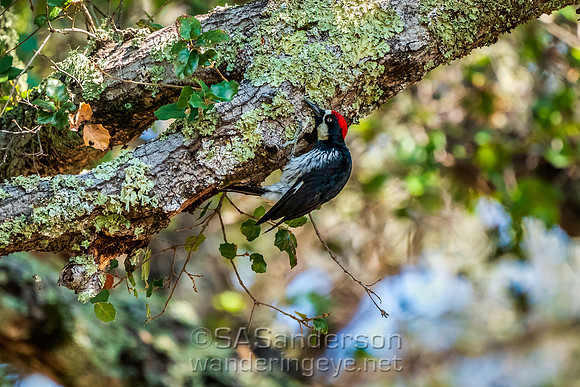 Acorn Woodpecker