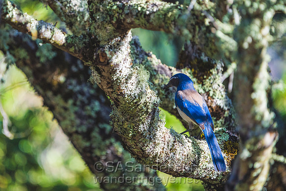 Scrub Jay, Pacific Type