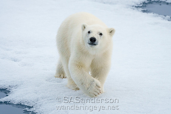 Cub