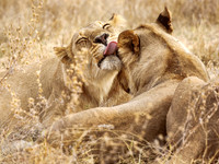 Botswana 2006