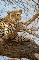 Botswana, Zimbabwe, Zambia 2011