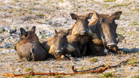 Zambia, Botswana 2017