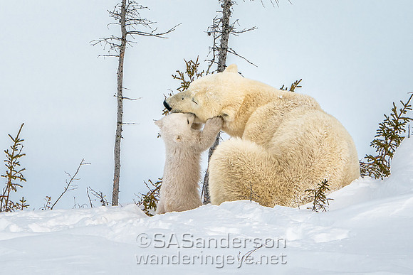 Second Polar Bear Family, Mom and 2 Cubs