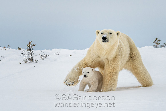 Second Polar Bear Family, Mom and 2 Cubs