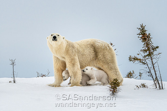 Second Polar Bear Family, Mom and 2 Cubs