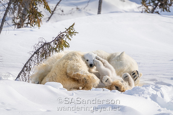 Fourth Polar Bear Family, Mom and 2 cubs