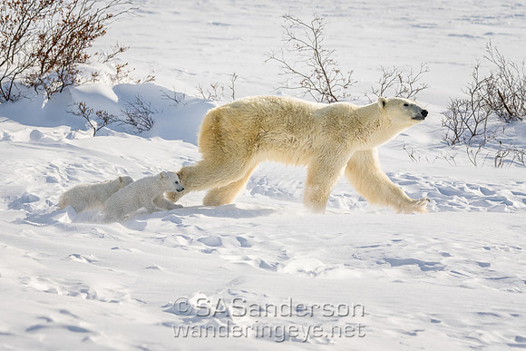 Fourth Polar Bear Family, Mom and 2 cubs