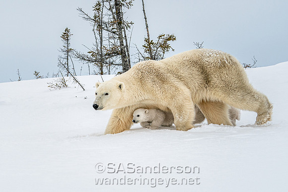 Second Polar Bear Family, Mom and 2 Cubs