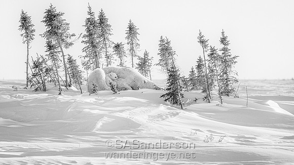 Third Polar Bear Family, Mom and 1 Cub