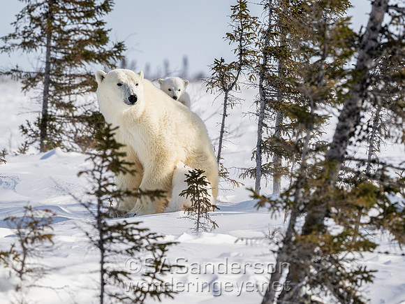 Fourth Polar Bear Family, Mom and 2 cubs