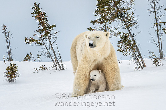 Second Polar Bear Family, Mom and 2 Cubs