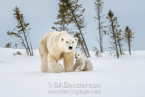 Second Polar Bear Family, Mom and 2 Cubs