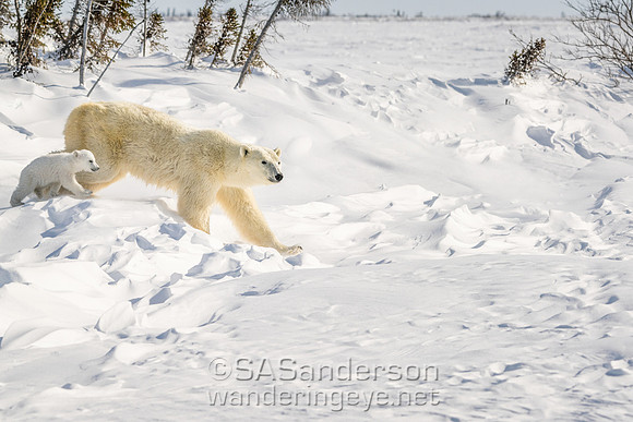 Fourth Polar Bear Family, Mom and 2 cubs