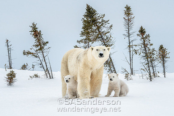Second Polar Bear Family, Mom and 2 Cubs