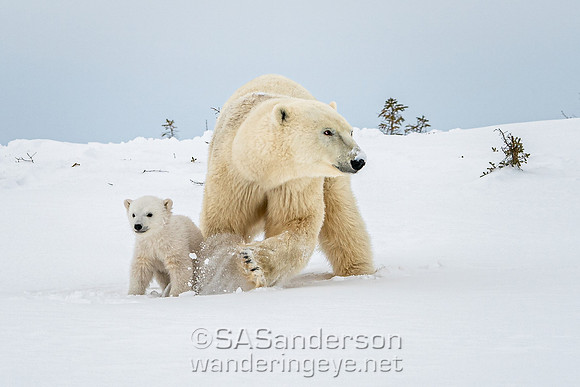 Second Polar Bear Family, Mom and 2 Cubs