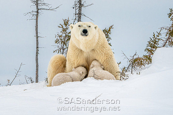Second Polar Bear Family, Mom and 2 Cubs