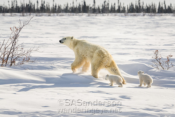 Fourth Polar Bear Family, Mom and 2 cubs
