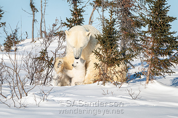 First Polar Bear Family, Mom + 2 Cubs
