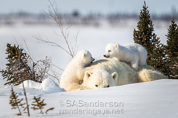 First Polar Bear Family, Mom + 2 Cubs