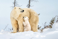 Polar Bear Moms and Cubs, Manitoba 2020