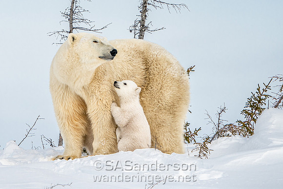 Second Polar Bear Family, Mom and 2 Cubs