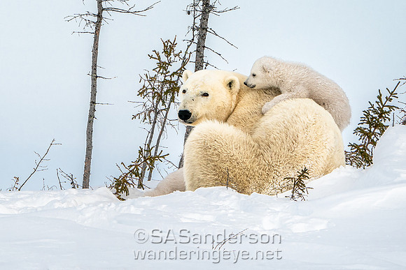 Second Polar Bear Family, Mom and 2 Cubs
