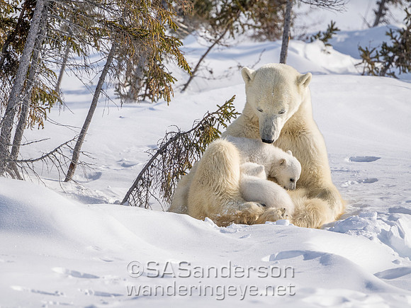 Fourth Polar Bear Family, Mom and 2 cubs