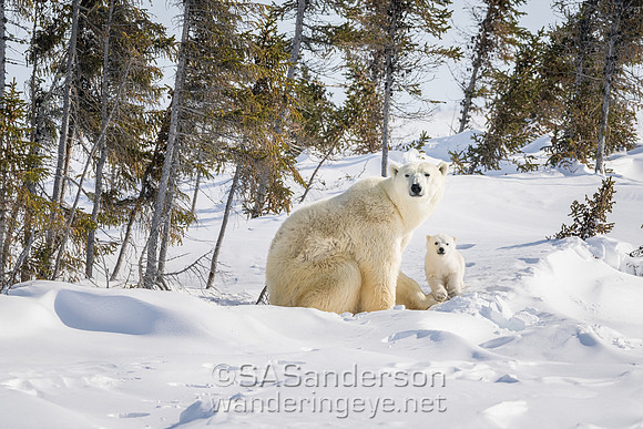 Fourth Polar Bear Family, Mom and 2 cubs